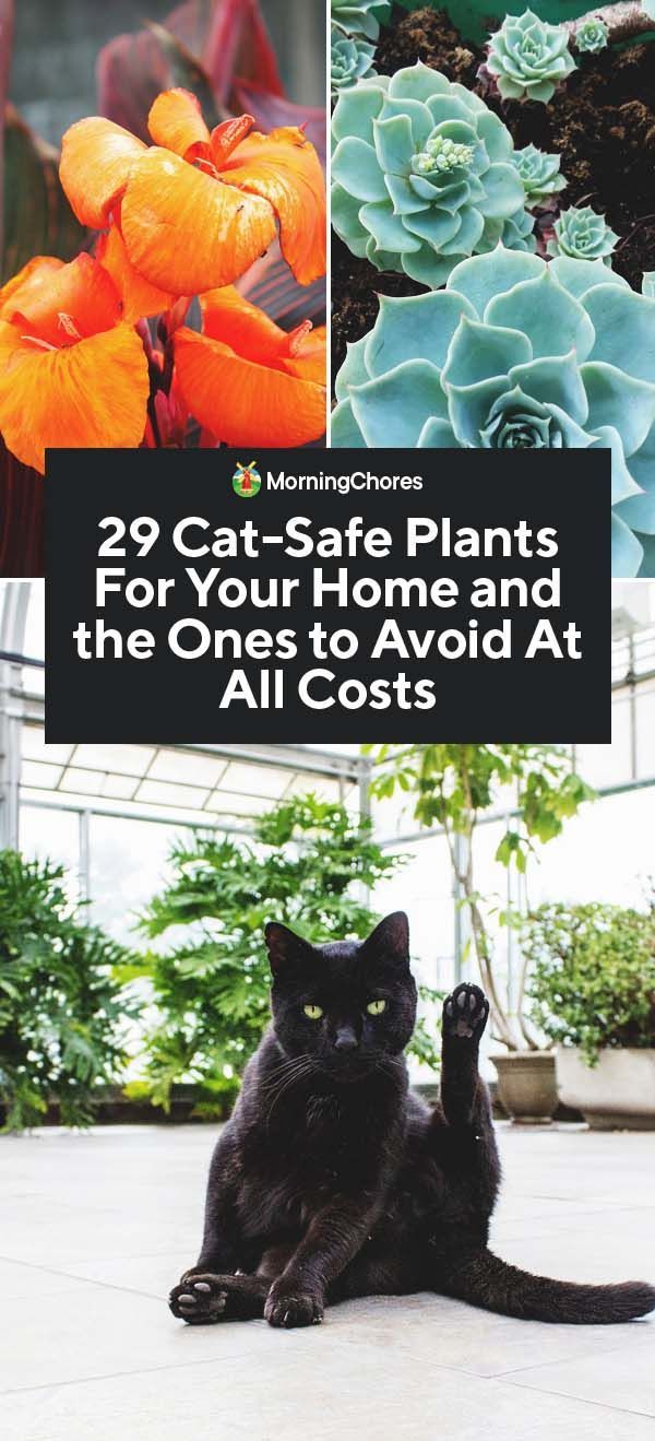 29 Cat-Safe Plants For Your Home and the Ones to Avoid at All Costs -   18 plants House garden ideas