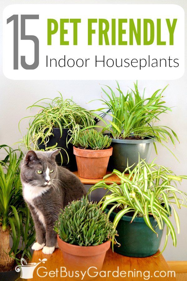 18 plants House garden ideas