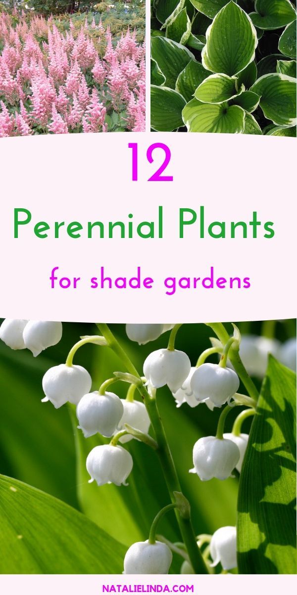 12 Shade Perennials to Plant in Your Yard -   18 plants House garden ideas