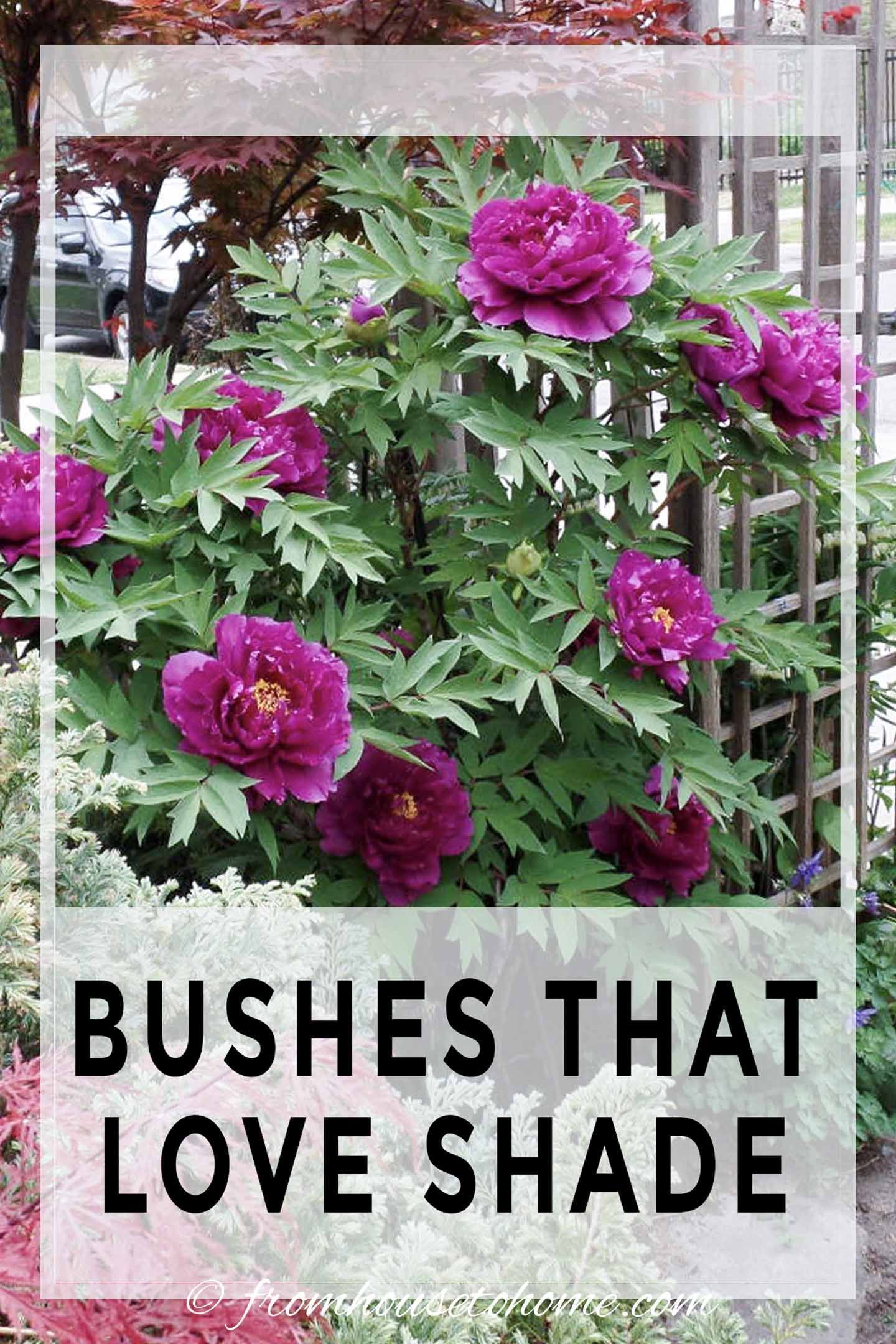 Shade Loving Shrubs: 11 Beautiful Bushes To Plant Under Trees -   18 plants House garden ideas