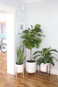 30+ Beautiful Indoor Plants Design in Your Interior Home -   8 plants In Bedroom natural ideas