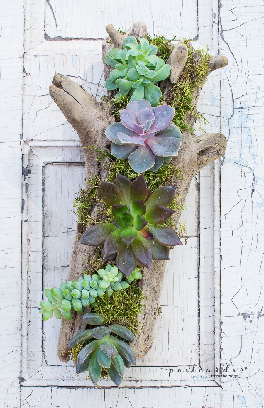 How to make a Driftwood Succulent Planter -   9 plants Succulent in driftwood ideas