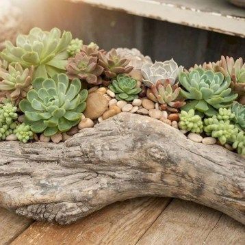 54 Ideas to Arrange your Succulent with Driftwood -   9 plants Succulent in driftwood ideas