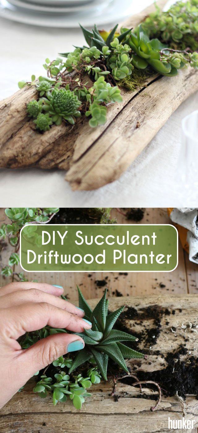 DIY Succulent Driftwood Planter -   9 plants Succulent in driftwood ideas