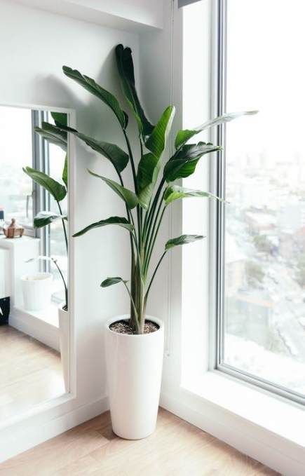 45 Trendy Plants Indoor Bedroom Ideas Interiors -   10 green plants In Bedroom ideas