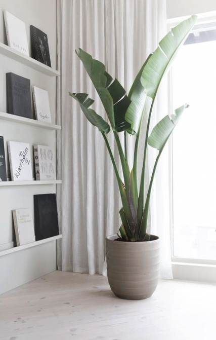 Plants Indoor Interior Design Planters 25 Trendy Ideas -   10 green plants In Bedroom ideas