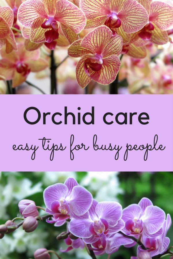 Orchid care - how to stop feeling guilty and love your orchid -   12 planting Flowers orchid care ideas