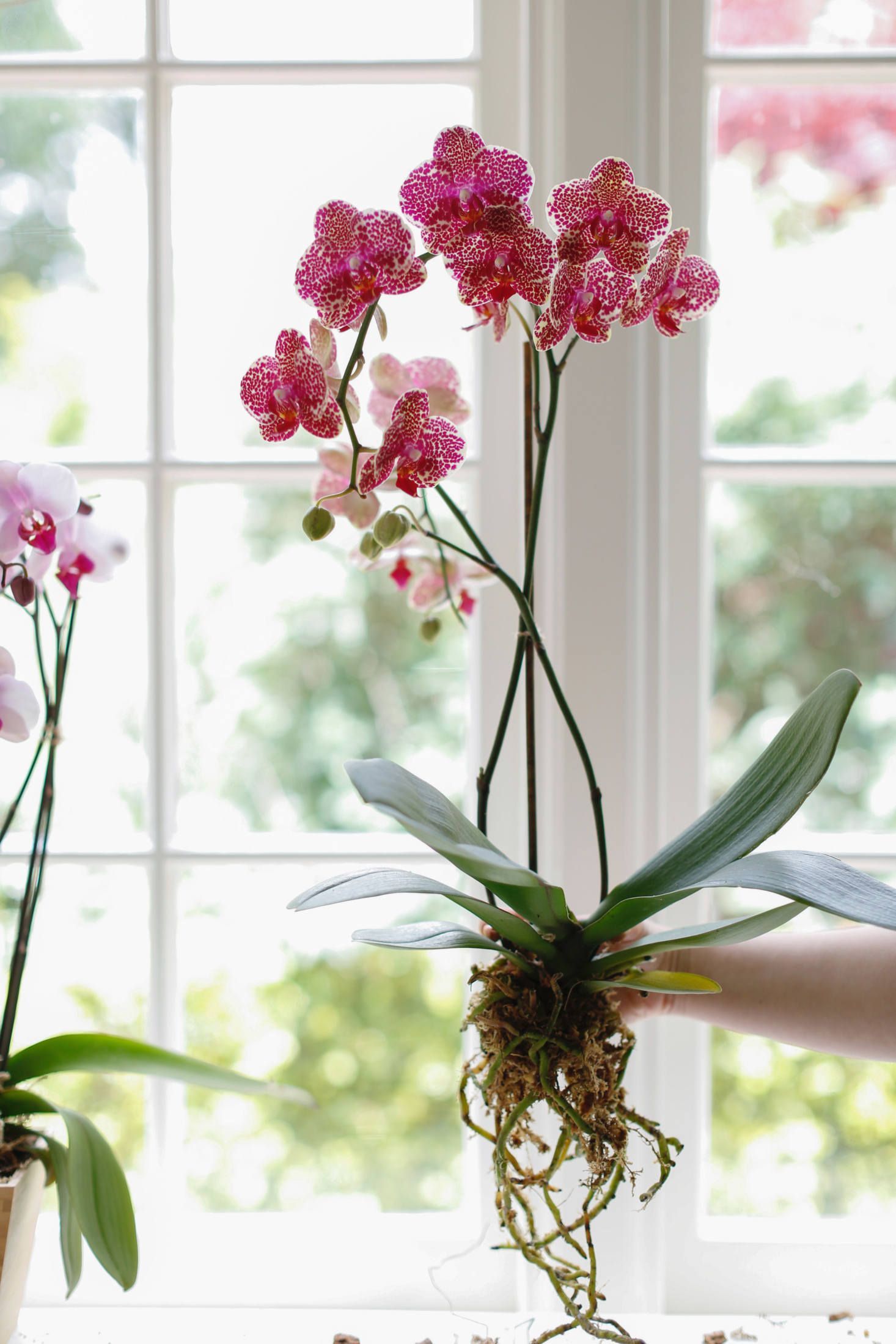 10 Things Nobody Tells You About Orchids -   12 planting Flowers orchid care ideas