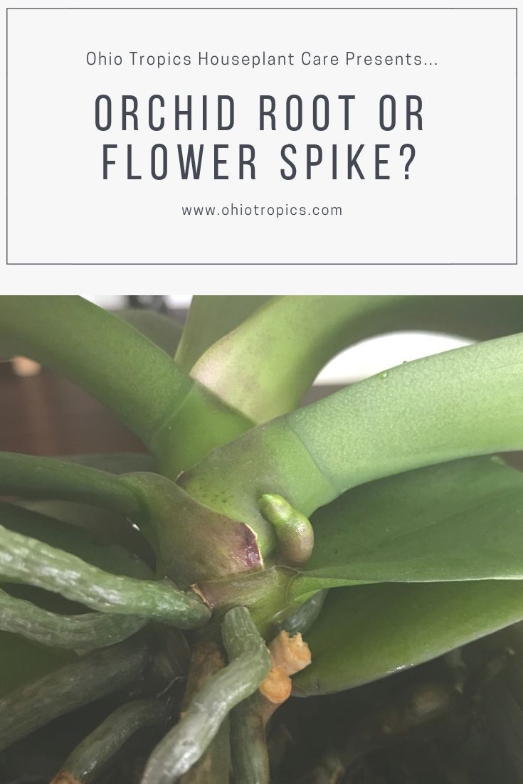 Orchid Root or Flower Spike? -   12 planting Flowers orchid care ideas