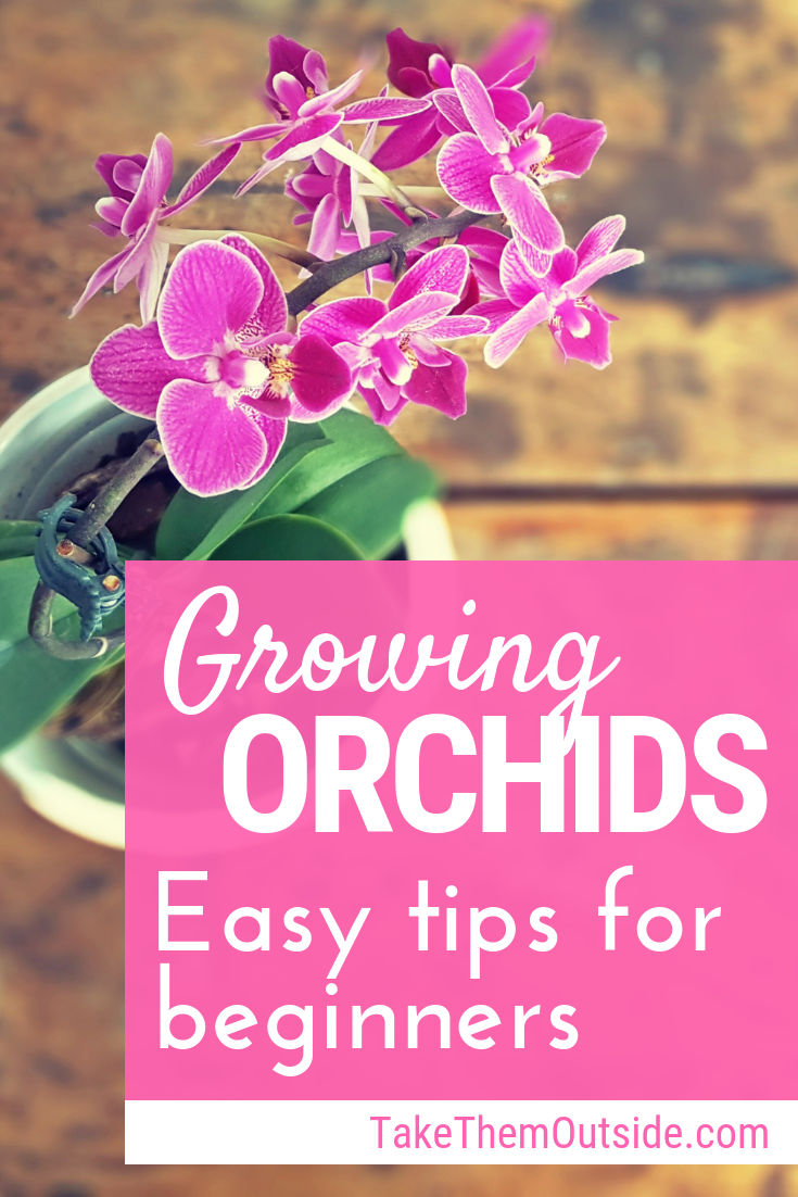 Orchid care for beginners, it's easier than you thought -   12 planting Flowers orchid care ideas