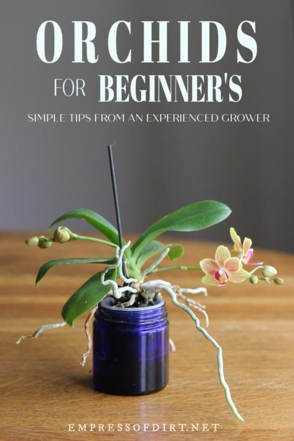 Learn to Grow ORCHIDS for Beginners -   12 planting Flowers orchid care ideas
