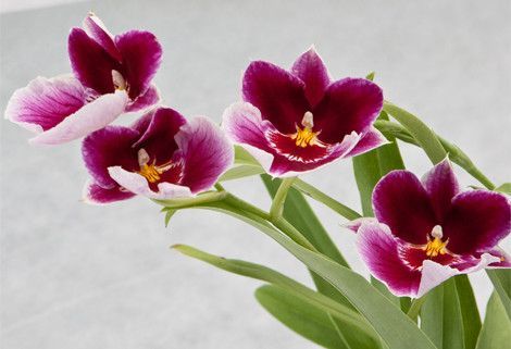 How to Care for a Miltonia Orchid - Giving Plants Blog -   12 planting Flowers orchid care ideas