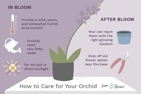 These Orchid Care Tips Provide Weeks of Gorgeous Blooms -   12 planting Flowers orchid care ideas