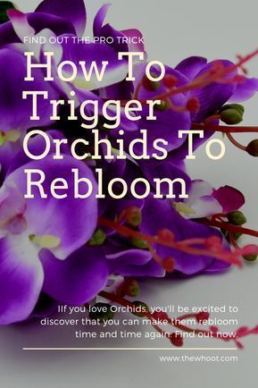 How To Make An Orchid Plant Rebloom Video Instructions -   12 planting Flowers orchid care ideas