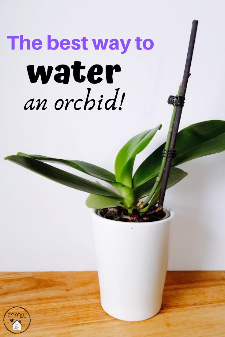The ONLY way to water an orchid -   12 planting Flowers orchid care ideas