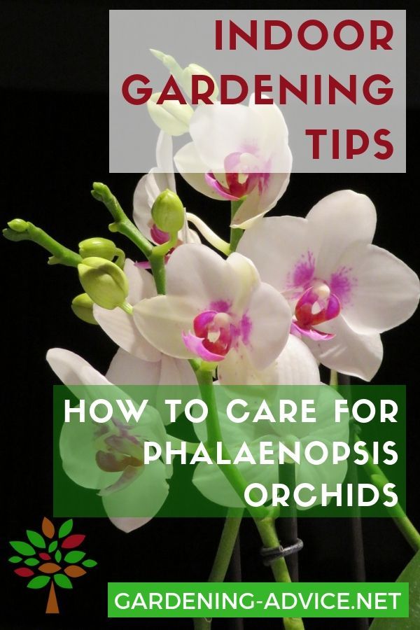 Phalaenopsis Orchid Care Instructions -   12 planting Flowers orchid care ideas