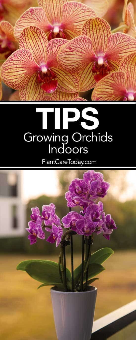 Growing Orchids Indoors: Tips On Care Of Orchid Plants Indoors -   12 planting Flowers orchid care ideas