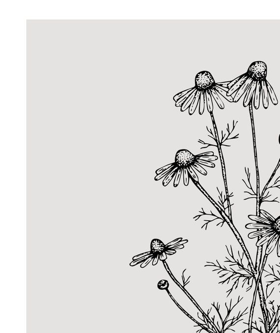Chamomile print - Herbs art print - Kitchen decor - Herbs and plants - Kitchen printable - Grey mono -   12 plants Drawing tumblr ideas