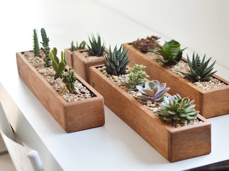 How To Prepare Well-Draining? Soil For Succulent Plants (With Pictures) | Succulents Network -   13 planting Decor succulents ideas