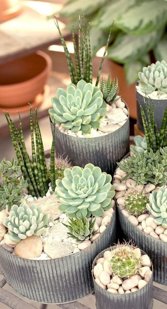 23 Types of Succulents & How to Care It for Beginners -   13 planting Decor succulents ideas