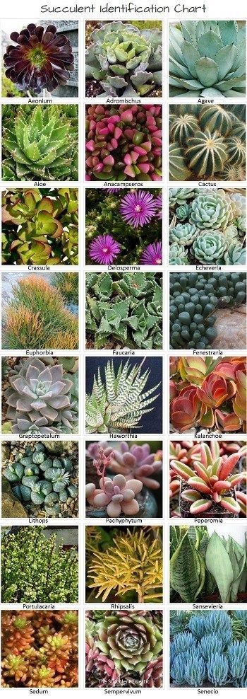 Identifying Types of Succulents - with Pictures -   13 planting Decor succulents ideas