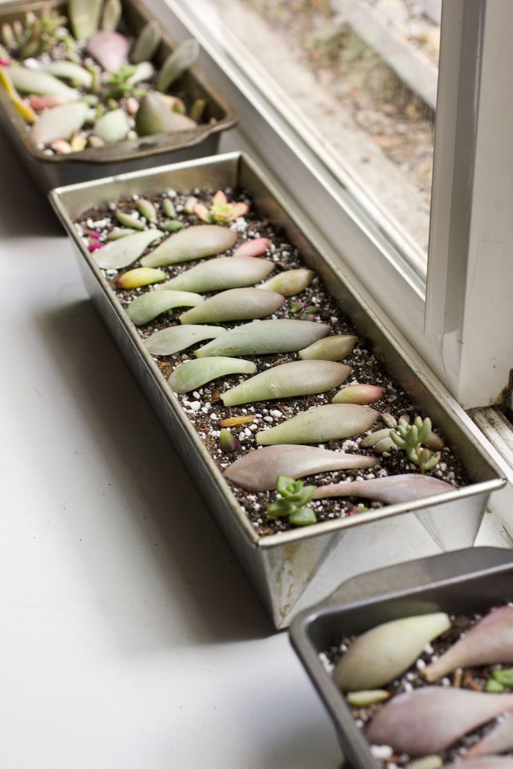 How to Propagate Succulents from Leaves and Cuttings -   13 planting Decor succulents ideas
