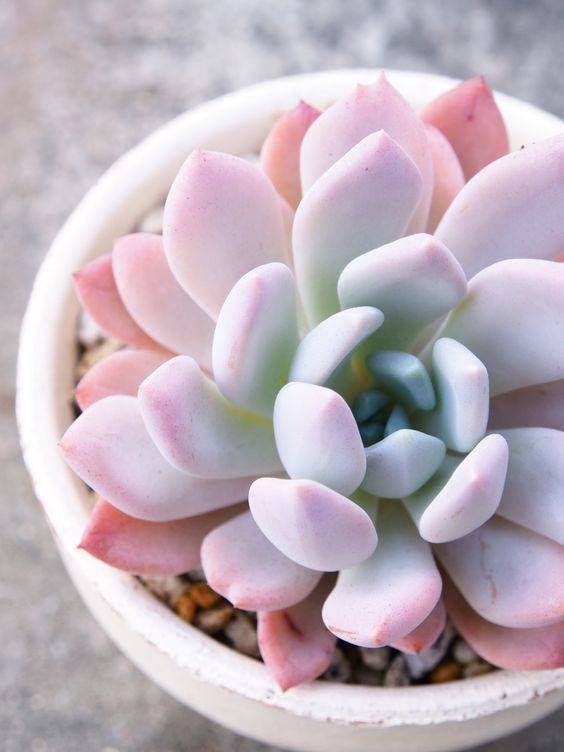 5 Mistakes You are Making With Your Succulents | Succulents Network -   13 planting Decor succulents ideas