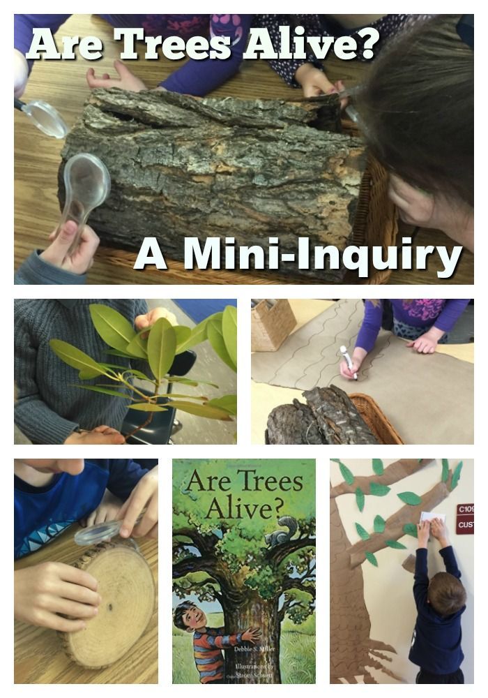 Are trees living or nonliving? -   13 plants Kindergarten earth day ideas
