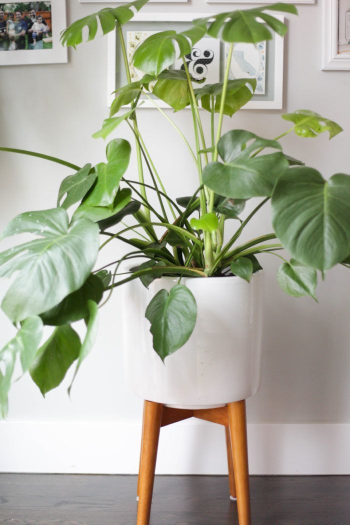 Monstera Plant Care -   14 planting Stand houseplant ideas