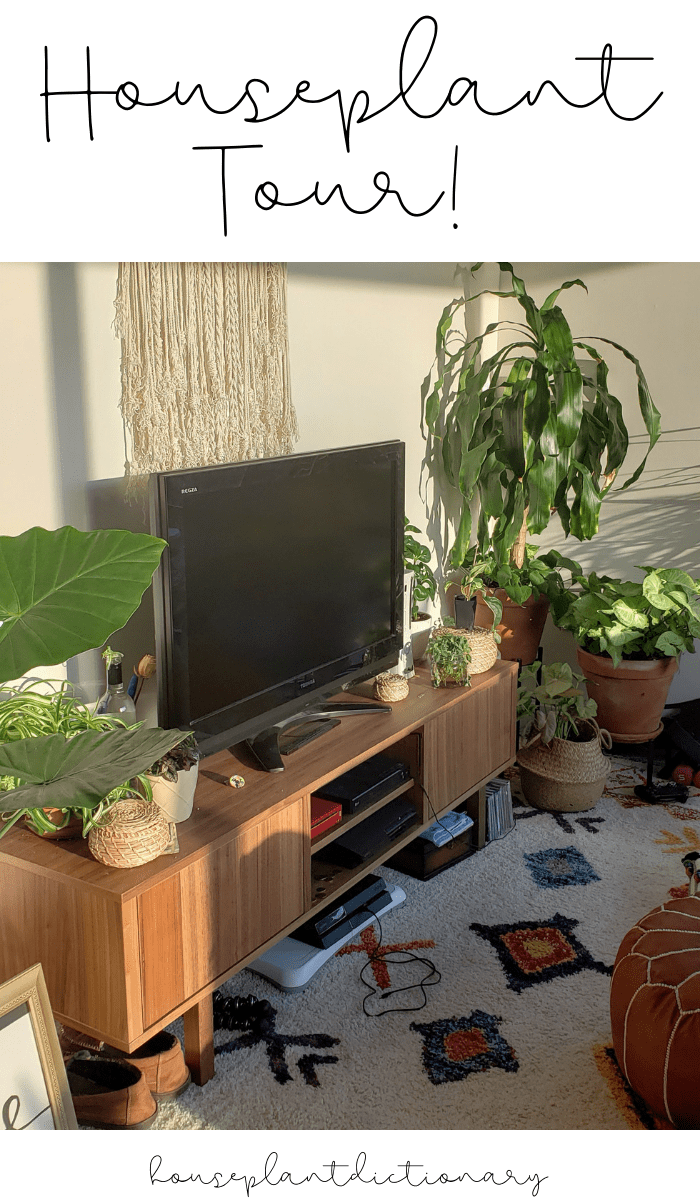 Summer 2019 Houseplant Tour -   14 planting Stand houseplant ideas