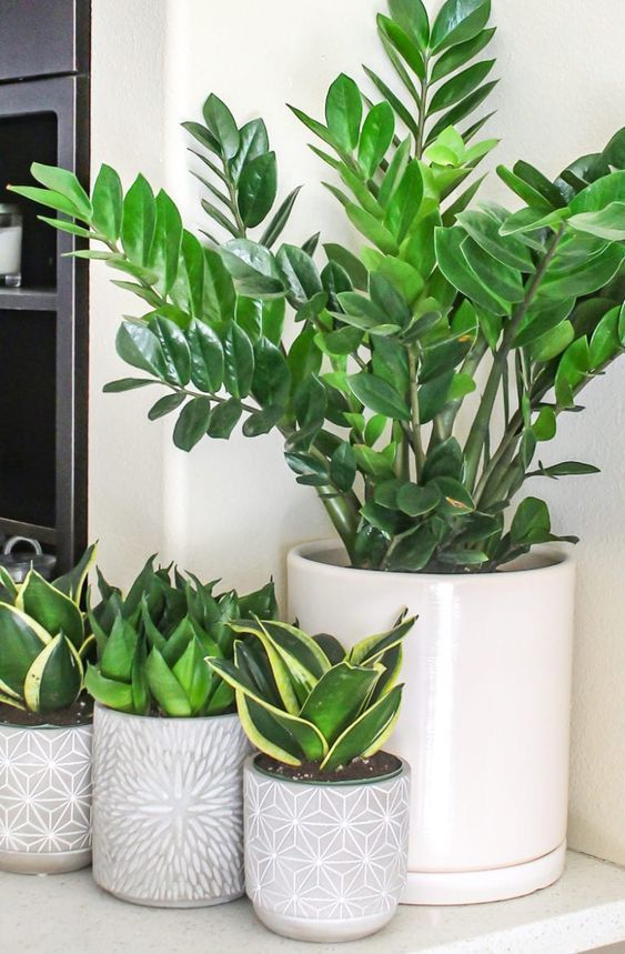 10 House Plants Which Are Hard To Kill -   14 planting Stand houseplant ideas