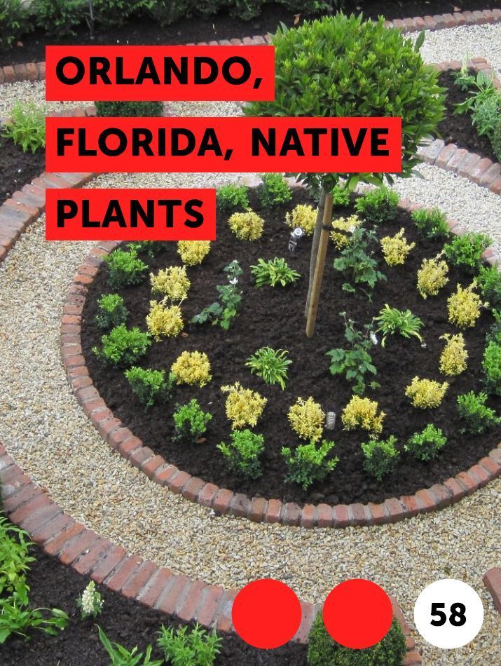 Orlando, Florida, Native Plants -   14 plants Flowers in florida ideas