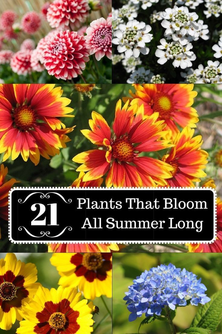 21 Plants That Bloom All Summer Long -   14 plants Flowers in florida ideas