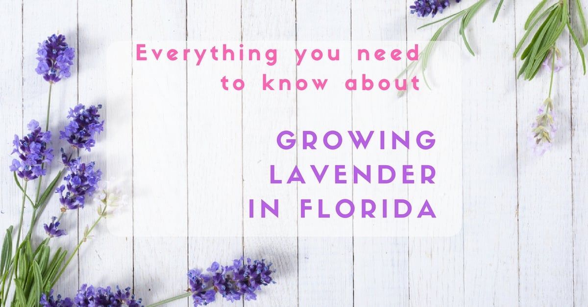 Growing Lavender in Florida - Everything You Need to Know about -   14 plants Flowers in florida ideas