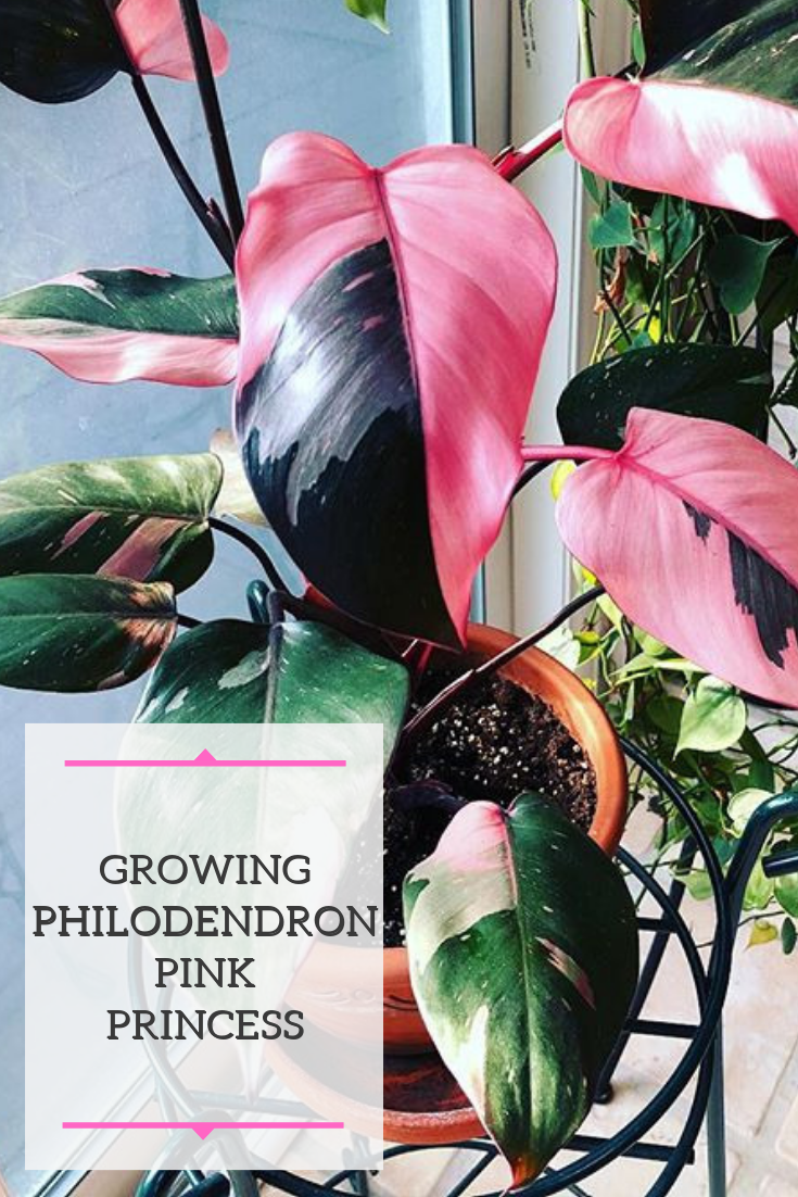 Learn how to grow the very popular and indemand Philodendron Pink Princess Also learn critical information on how to manage the plants variegation -   16 plants Decor cats ideas