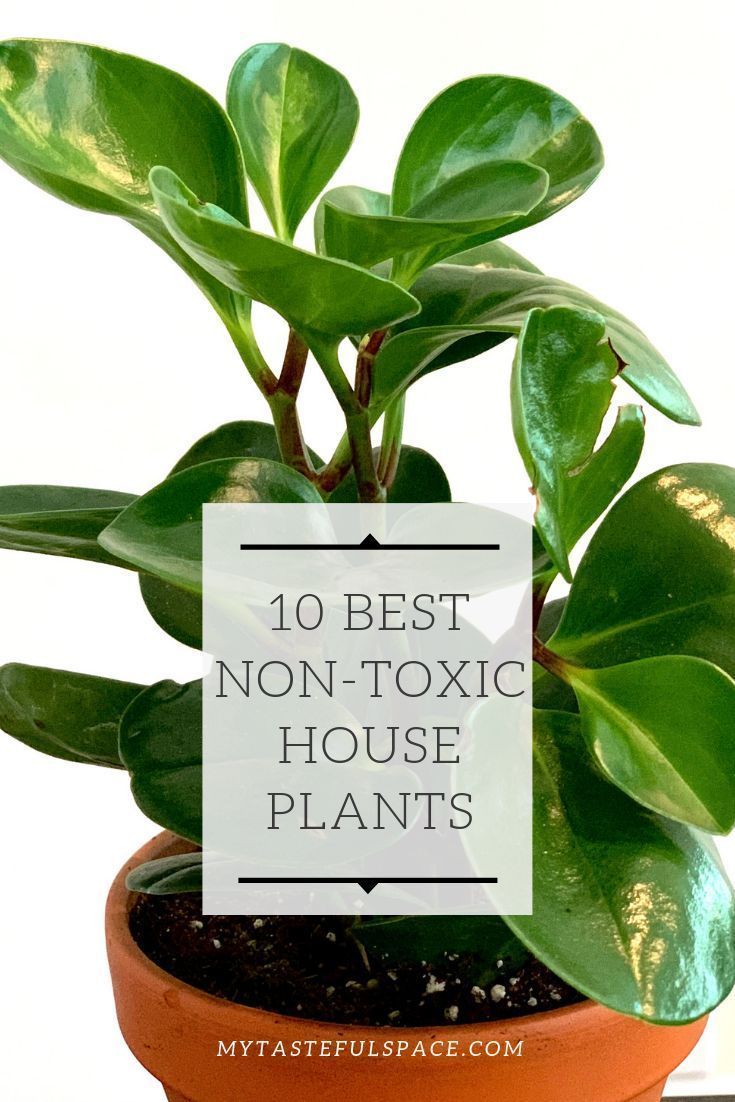 10 Best Non-Toxic House Plants That are Safe For Children, Cats & Dogs -   16 plants Decor cats ideas