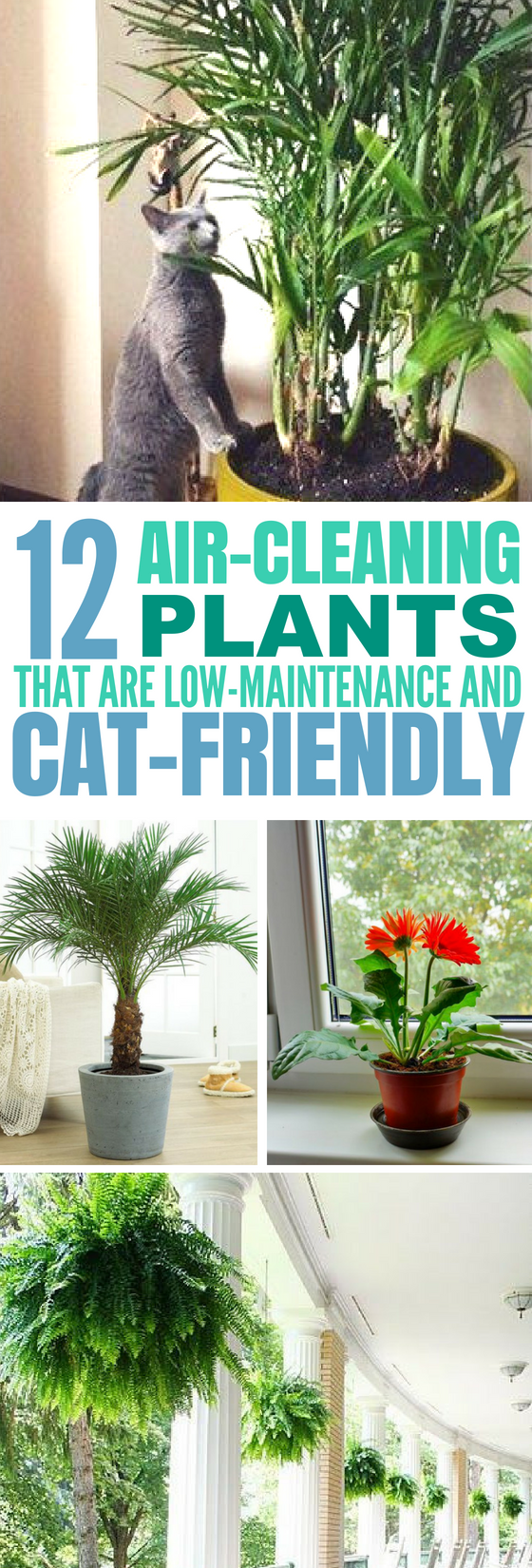 12 Common House Plants That Filter Your Air All Day -   16 plants Decor cats ideas