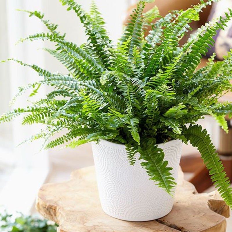 10 Best Indoor Plants For Air Purification -   16 plants Decor cats ideas