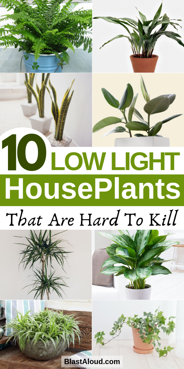 10 Low Light Houseplants You Won't Be Able To Kill -   16 plants Decor cats ideas