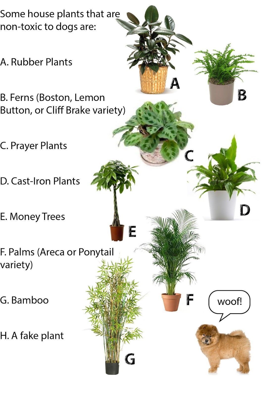 50 House Plants Safe For Cats Children -   16 plants Decor cats ideas