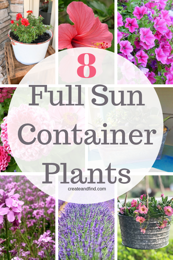 Container Plants for Full Sun -   18 plants Flowers in hanging baskets ideas