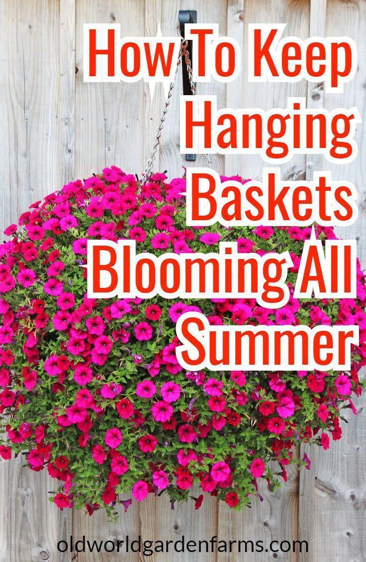 How To Rejuvenate Worn Out Hanging Baskets And Potted Plants -   18 plants Flowers in hanging baskets ideas
