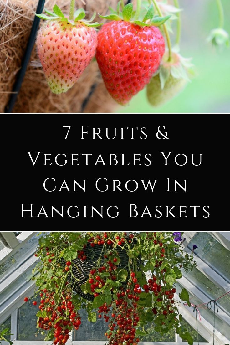 7 Fruits & Vegetables You Can Grow In Hanging Baskets -   18 plants Flowers in hanging baskets ideas