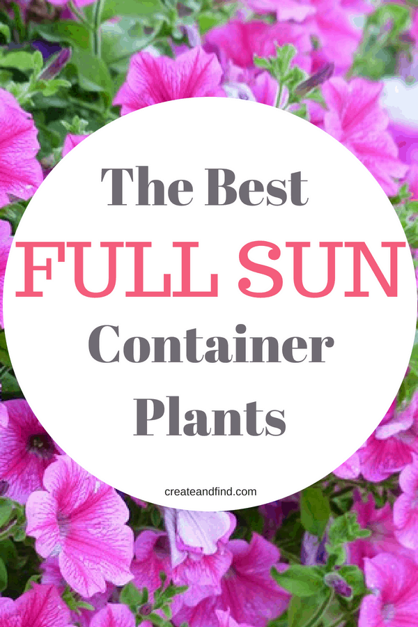 Container Plants for Full Sun -   18 plants Flowers in hanging baskets ideas