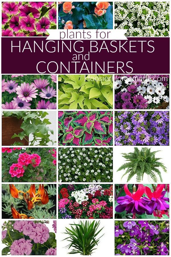 Plants for Hanging Baskets -   18 plants Flowers in hanging baskets ideas