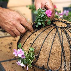 18 plants Flowers in hanging baskets ideas