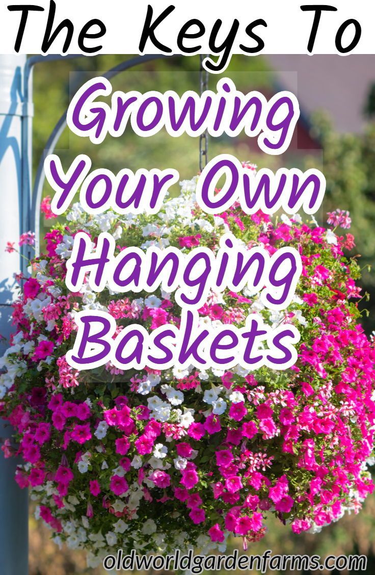 How To Plant, Grow & Maintain Gorgeous Homemade Hanging Baskets -   18 plants Flowers in hanging baskets ideas