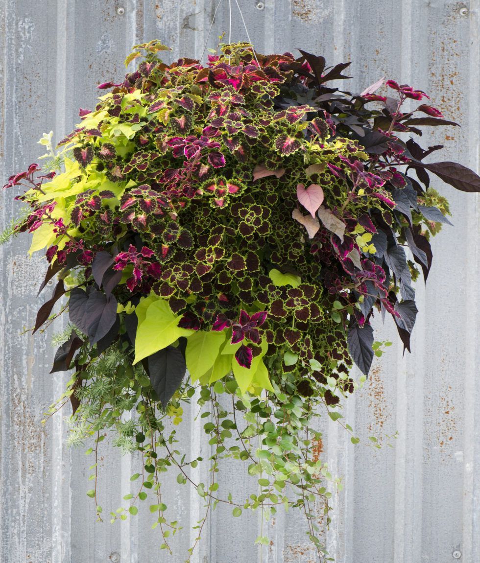 Full Foliage Moss Hanging Basket -   18 plants Flowers in hanging baskets ideas