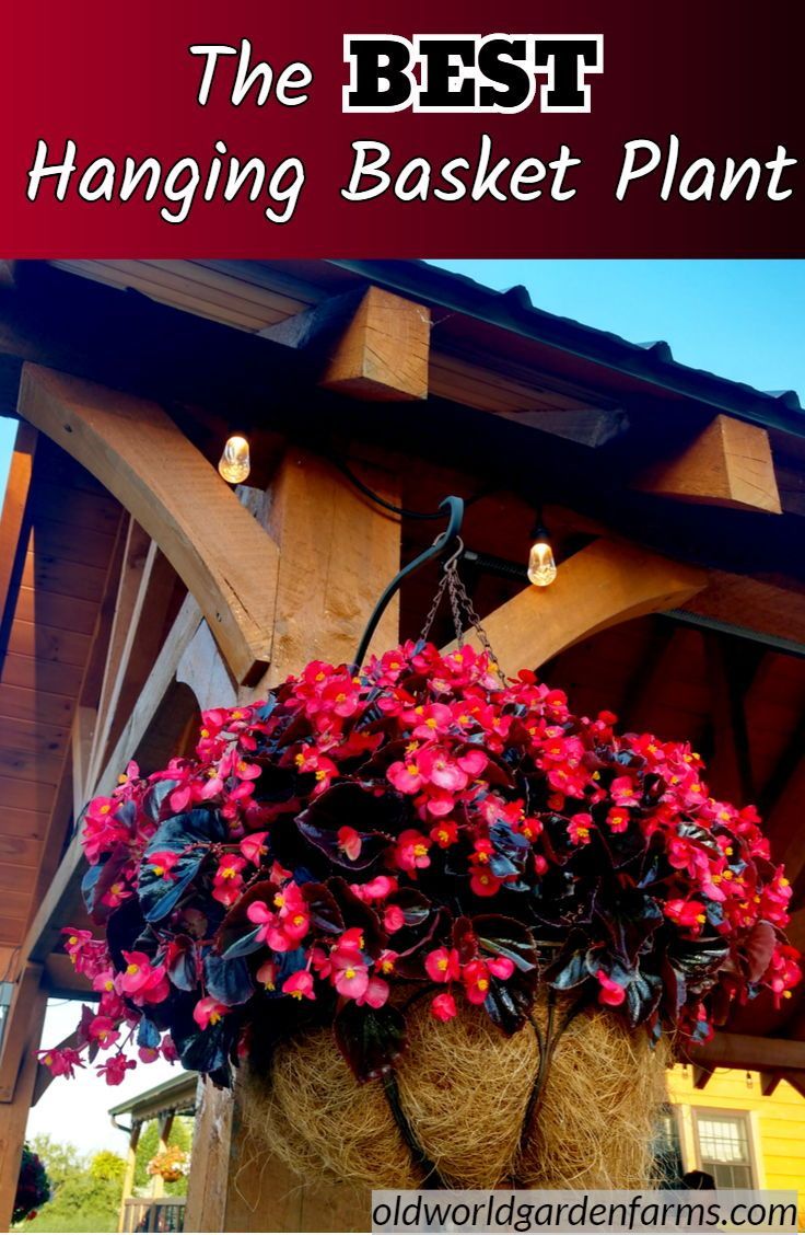 The Best Hanging Basket Plant We've Ever Grown! -   18 plants Flowers in hanging baskets ideas