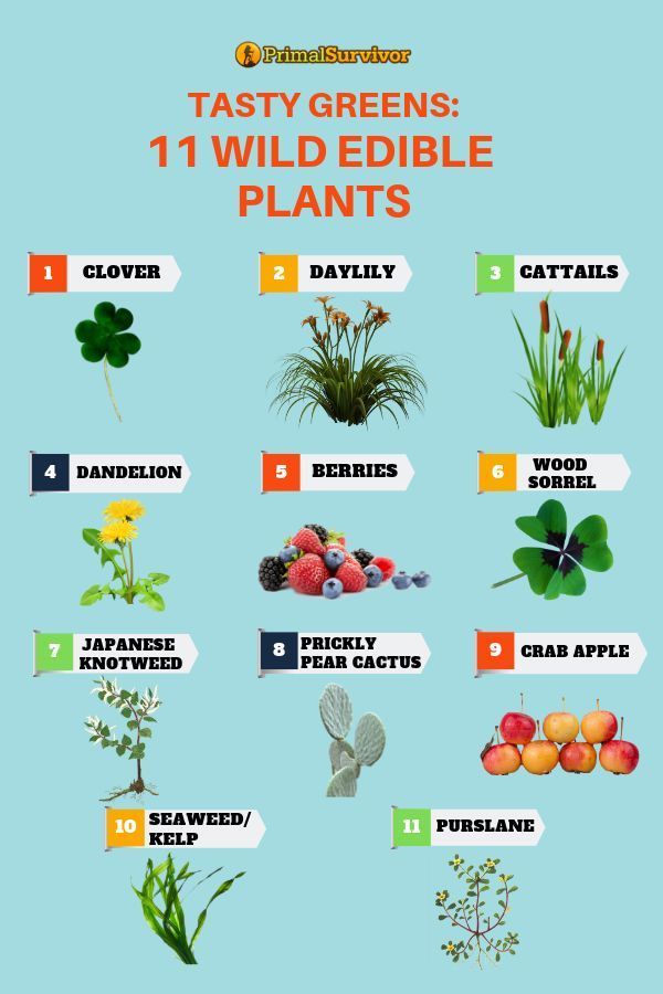 Tasty Greens: 11 Wild Edible Plants -   18 plants Wild gardens ideas